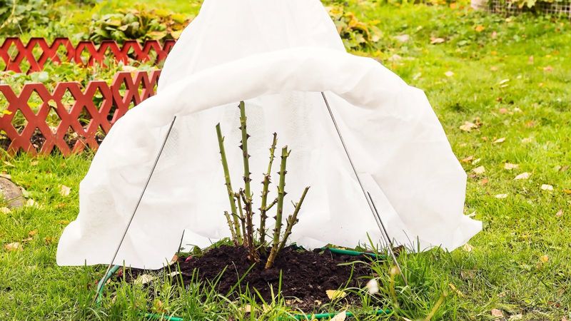 Remove Winter Protection Gradually