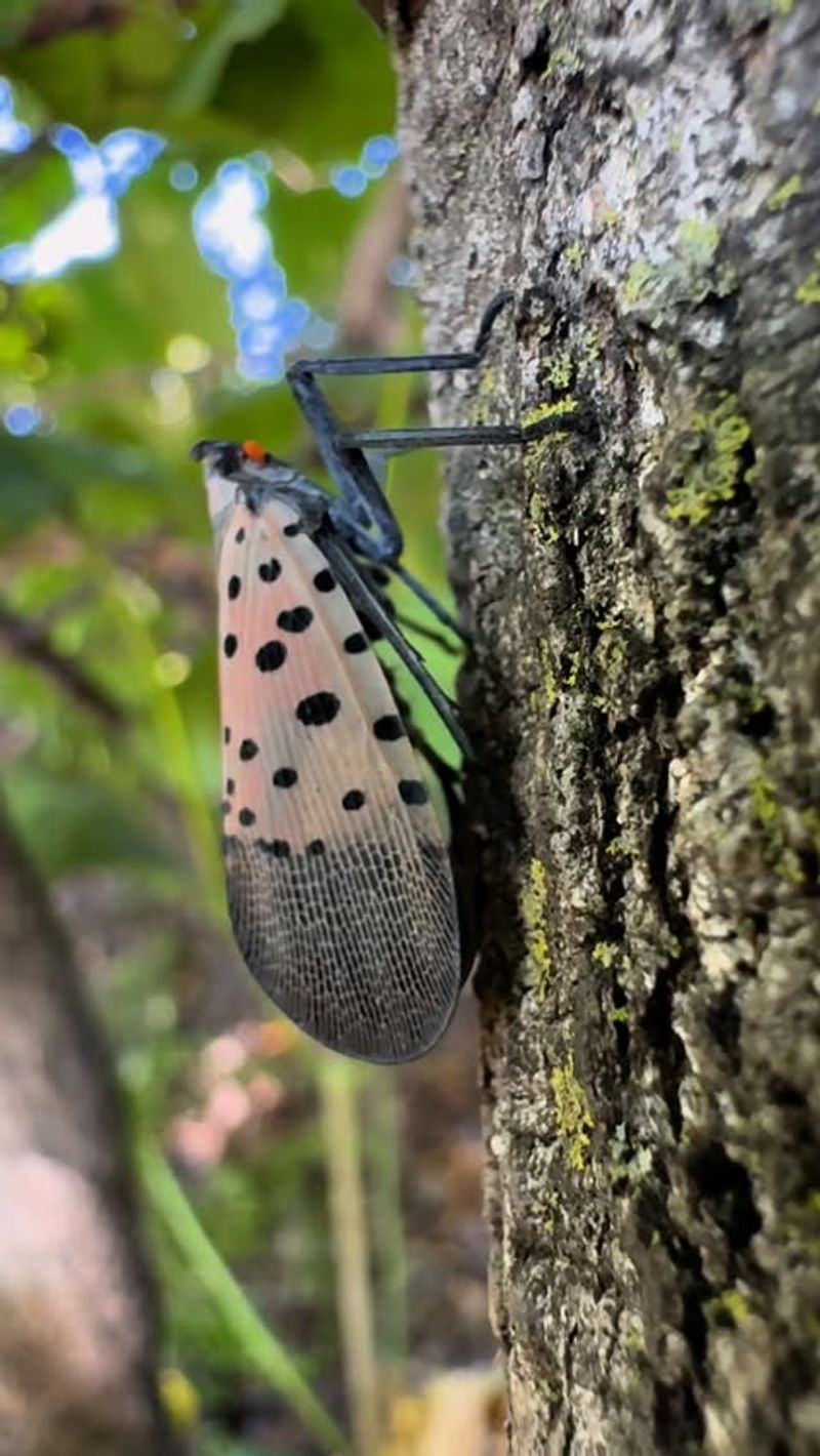 Distinctive Appearance Changes Through Development Stages