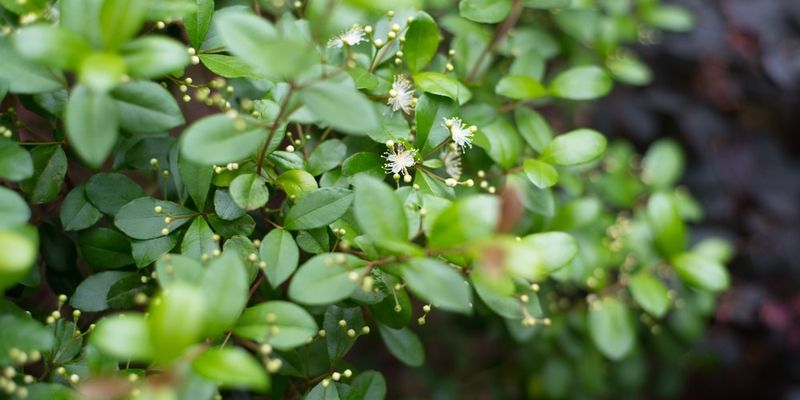 Grow Simpson's Stopper For Safe Nesting Cover