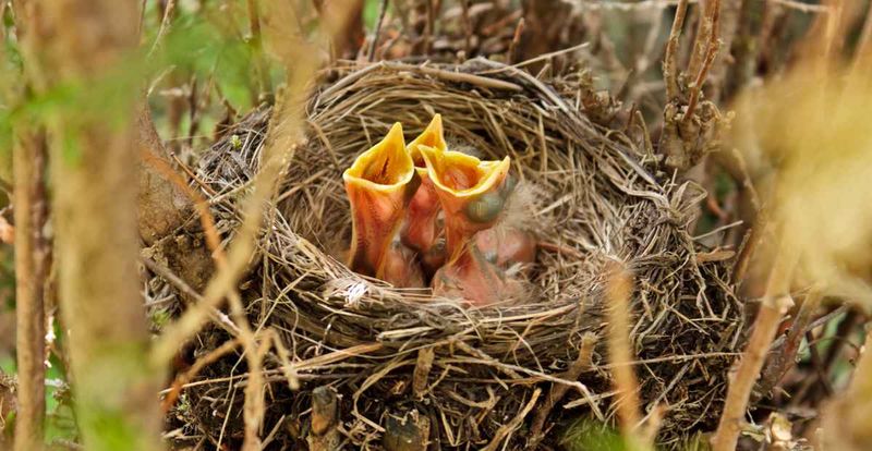 Create Safe Nesting Zones