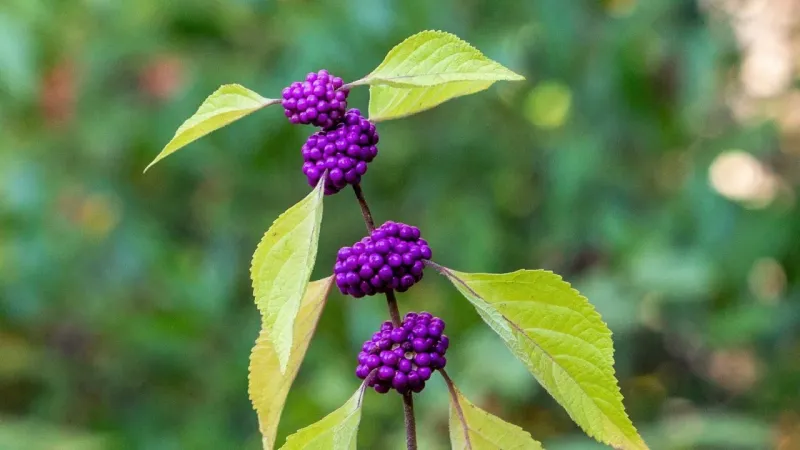 Add Beautyberry For Wildlife And Natural Charm