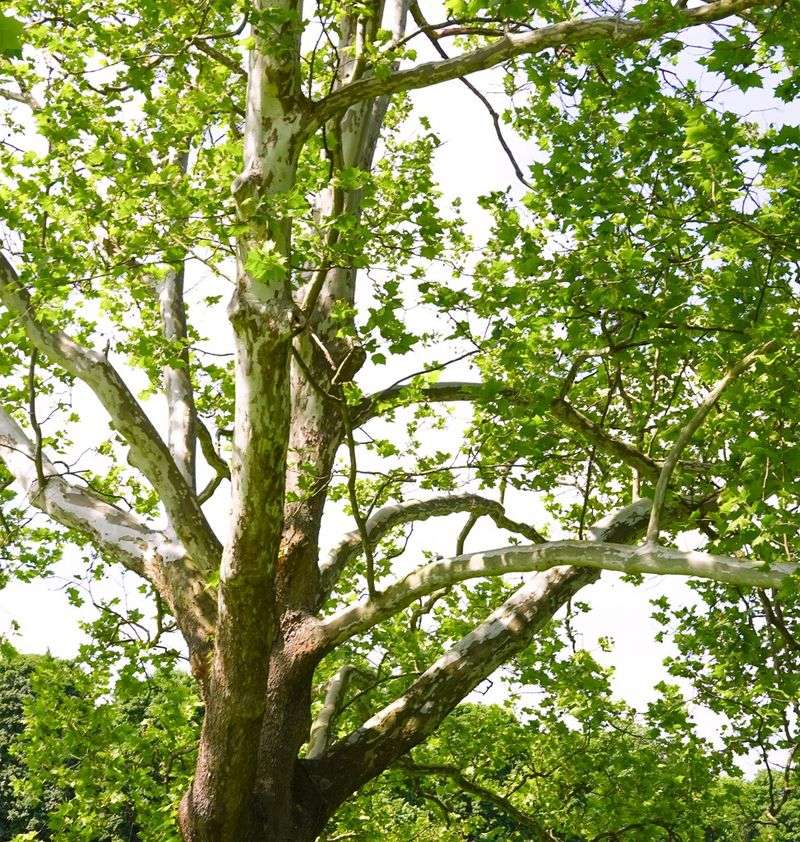 Grow American Sycamore For Massive Shade