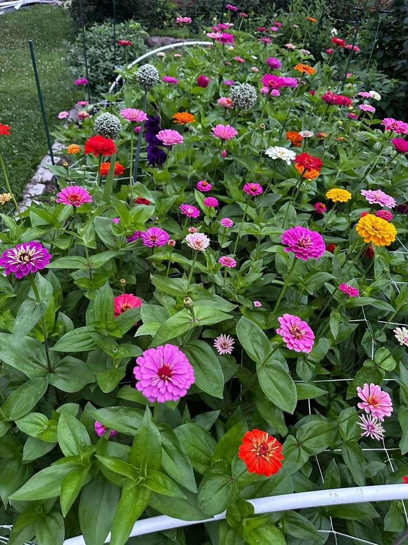 Use Well-Draining Soil To Prevent Root Rot