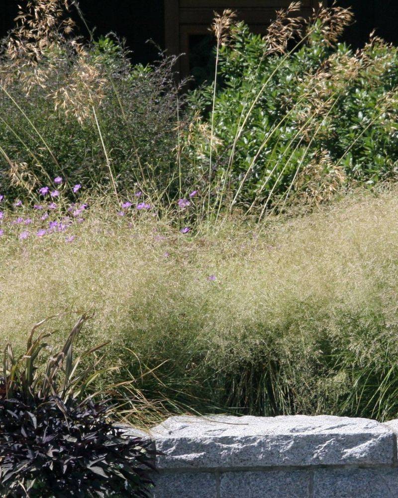 Create Shelter With Native Grasses And Shrubs