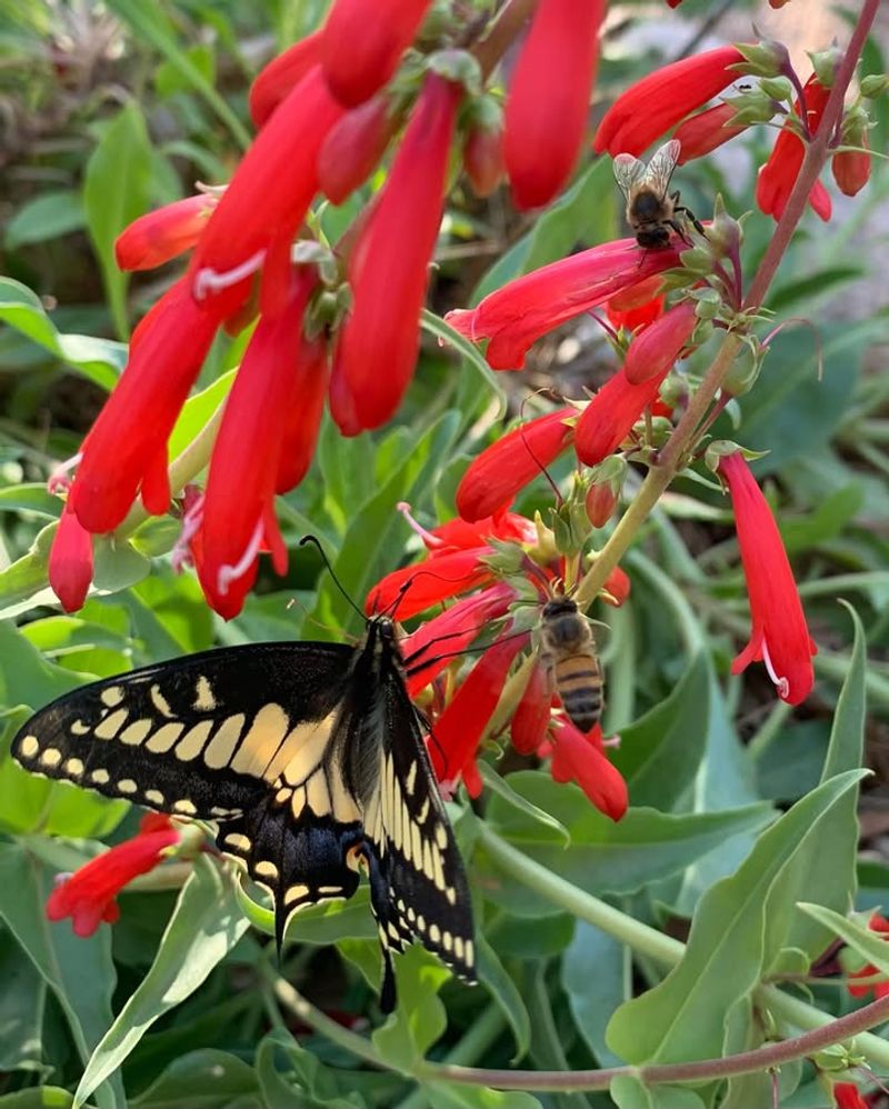 Match Flowers To Sun And Heat Conditions