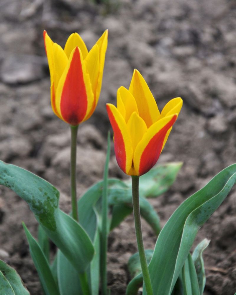 Choose Early Blooming Or Low Chill Tulip Varieties