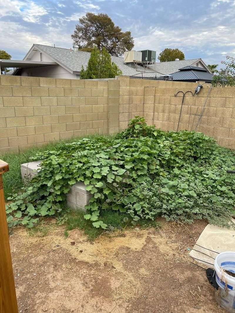 Potatoes Grow Fast In Cool Soil But Slow Down Once Temperatures Spike