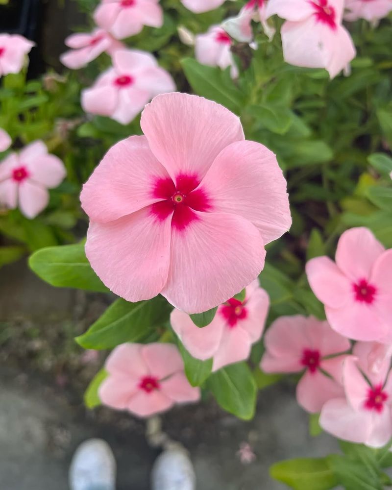 Avoid Overwatering During Humid Atlanta Summers