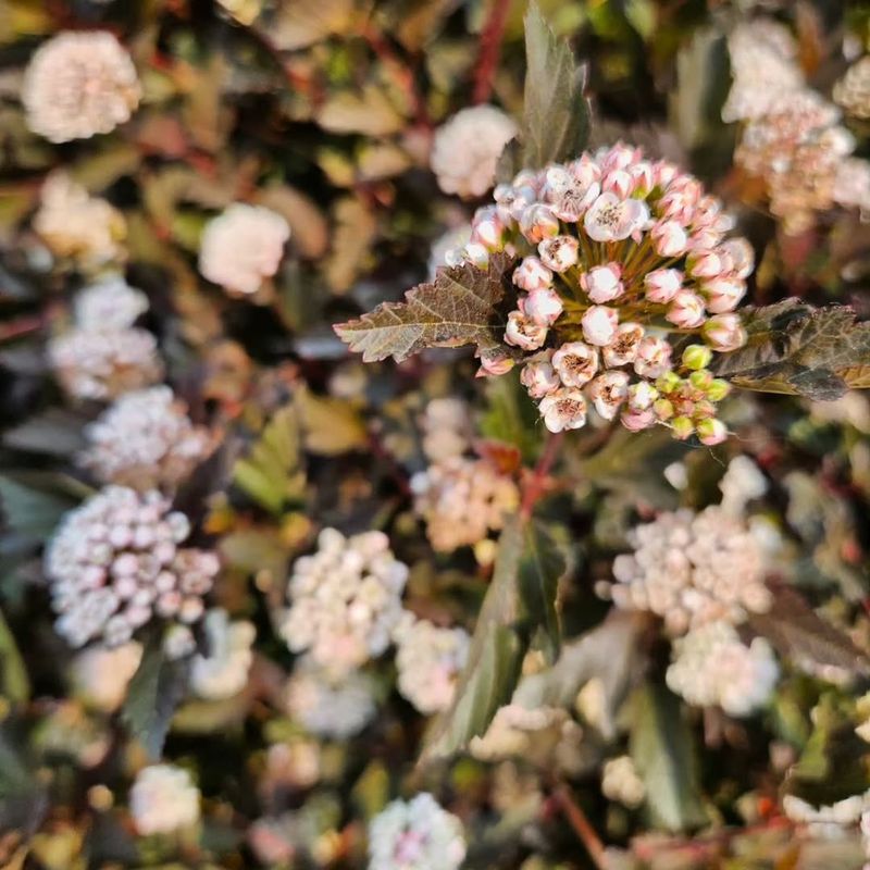 Choose The Right Spot For Bigger Blooms