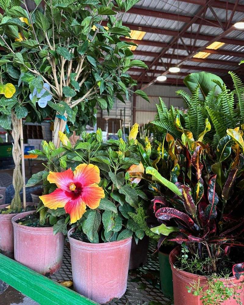 Matching Plants To Your Exact Location Saves Money