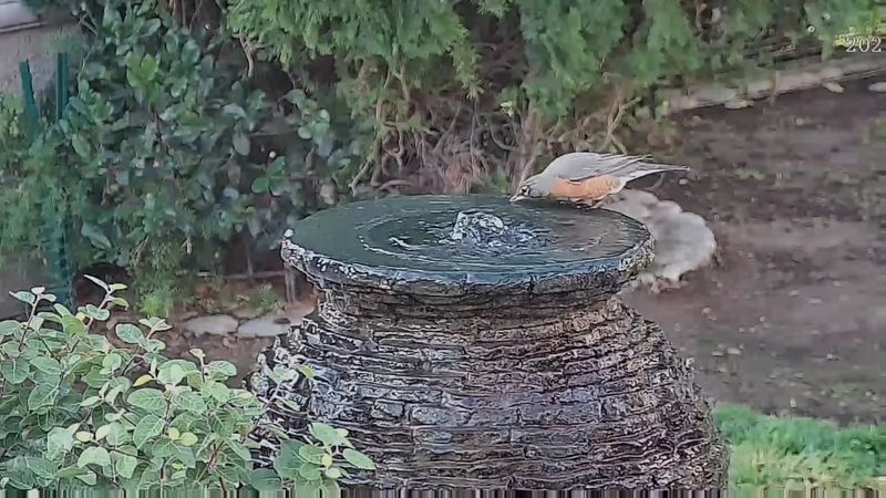 Add A Reliable Backyard Water Source