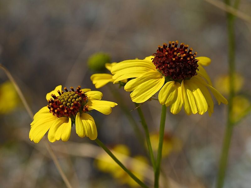 Brittlebush Thrives In Arizona’s Intense Heat And Dry Air