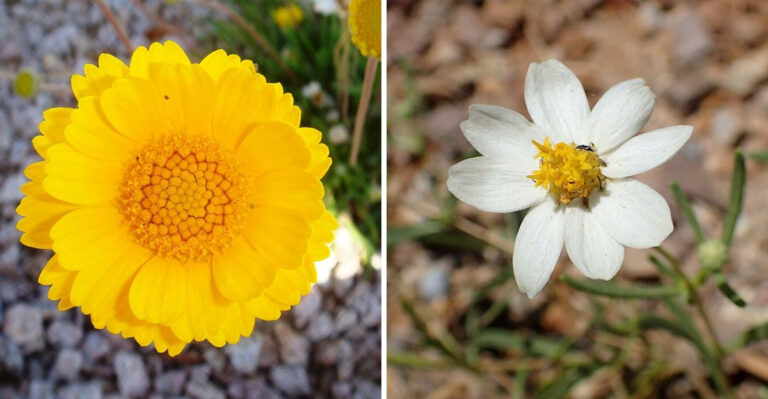 Plant More Of These To Keep Your Arizona Garden Beautiful Through Drought