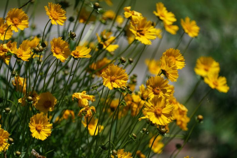 Sow Tickseed For Bright Native Blooms