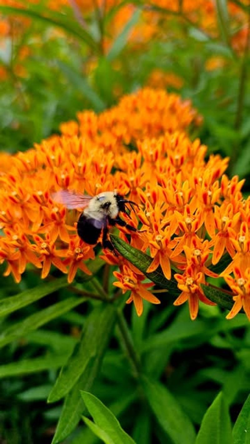Choose Nectar Rich Native Wildflowers For Pollinators