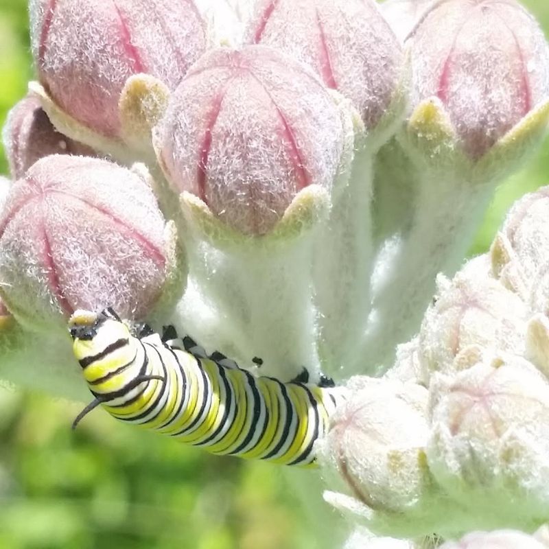 Add Host Plants For Caterpillars