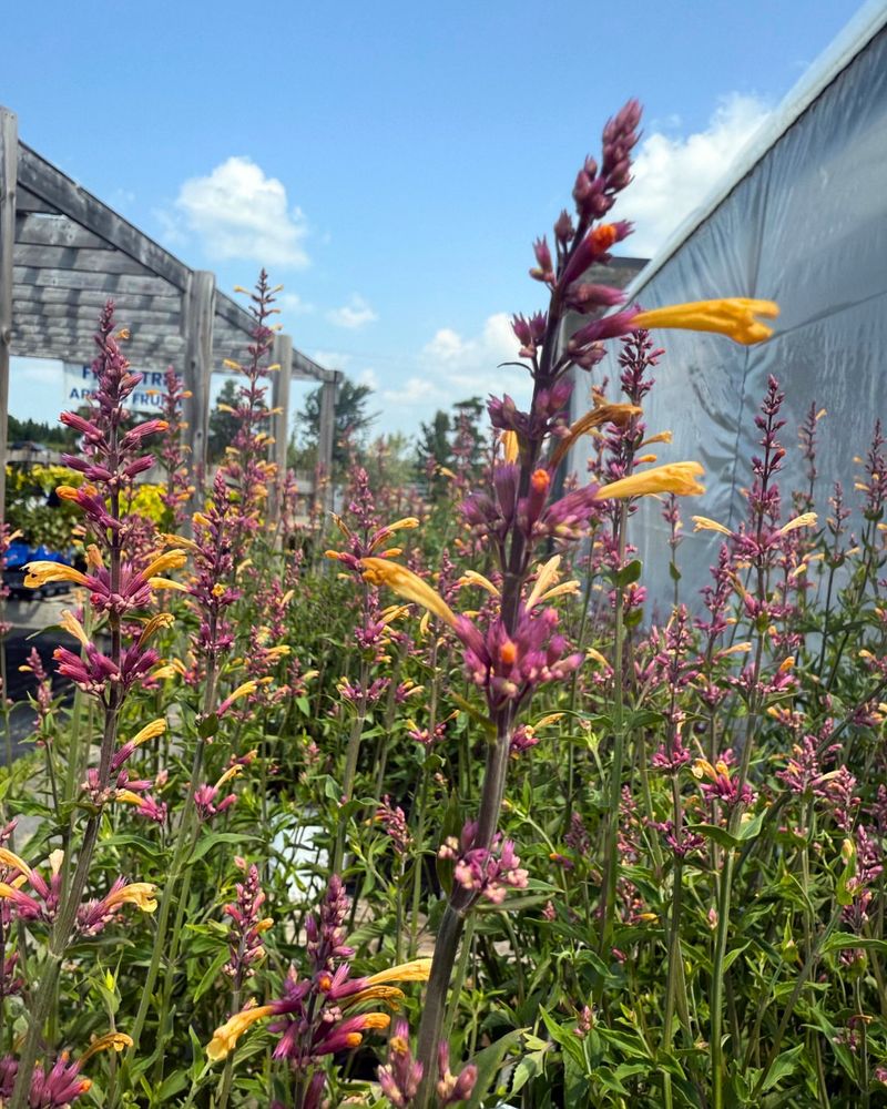 Provide Continuous Bloom From Spring Through Fall