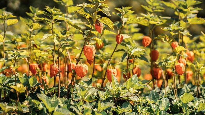 Add Perennials That Return Year After Year