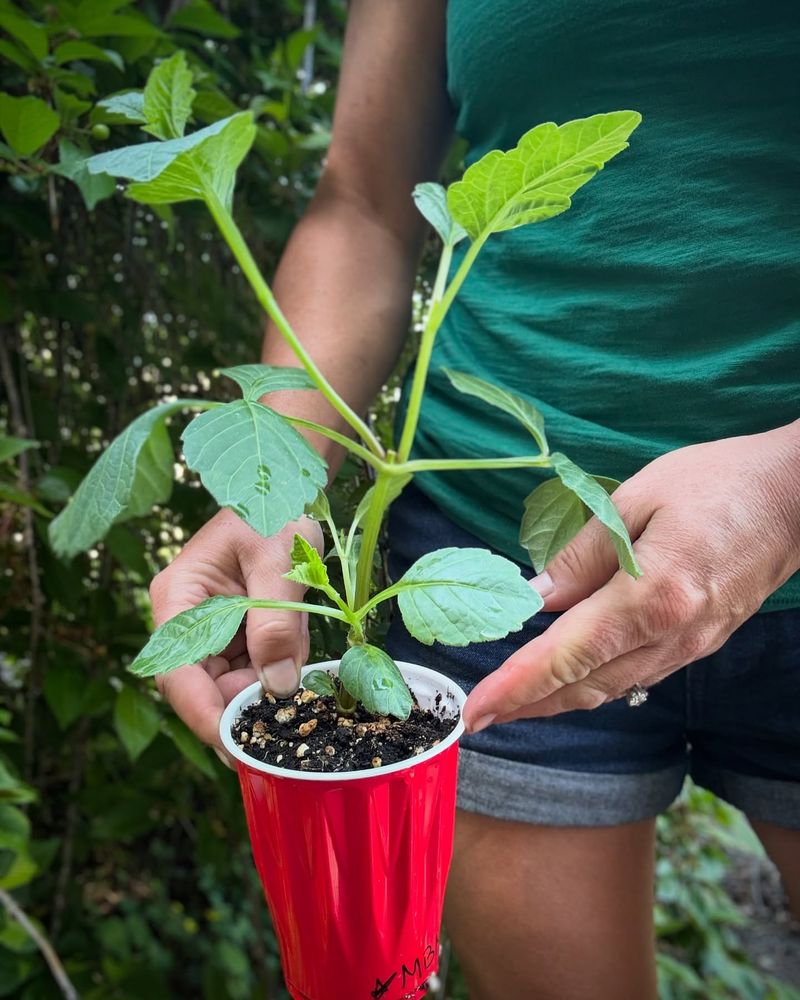 Sun, Soil, And Space Basics