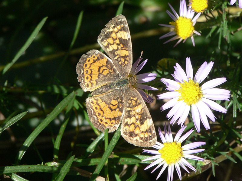 Grow Asters To Support Pearl Crescent Butterflies
