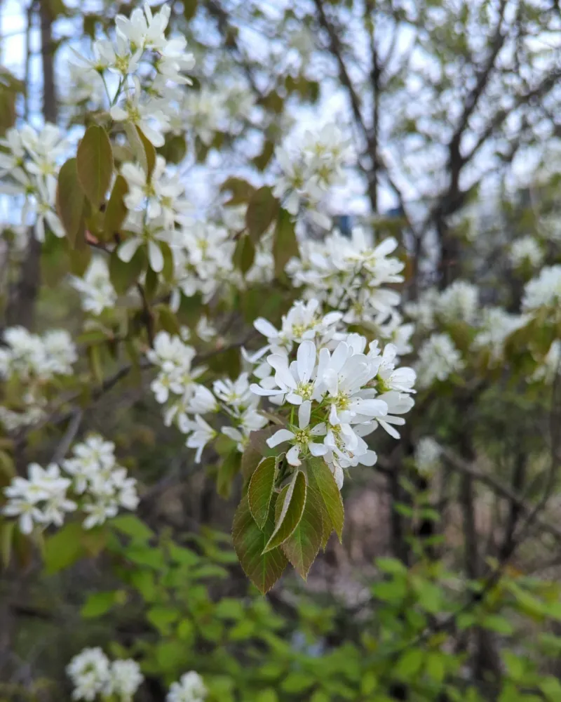 Add Serviceberry For Spring Flowers And Summer Fruit