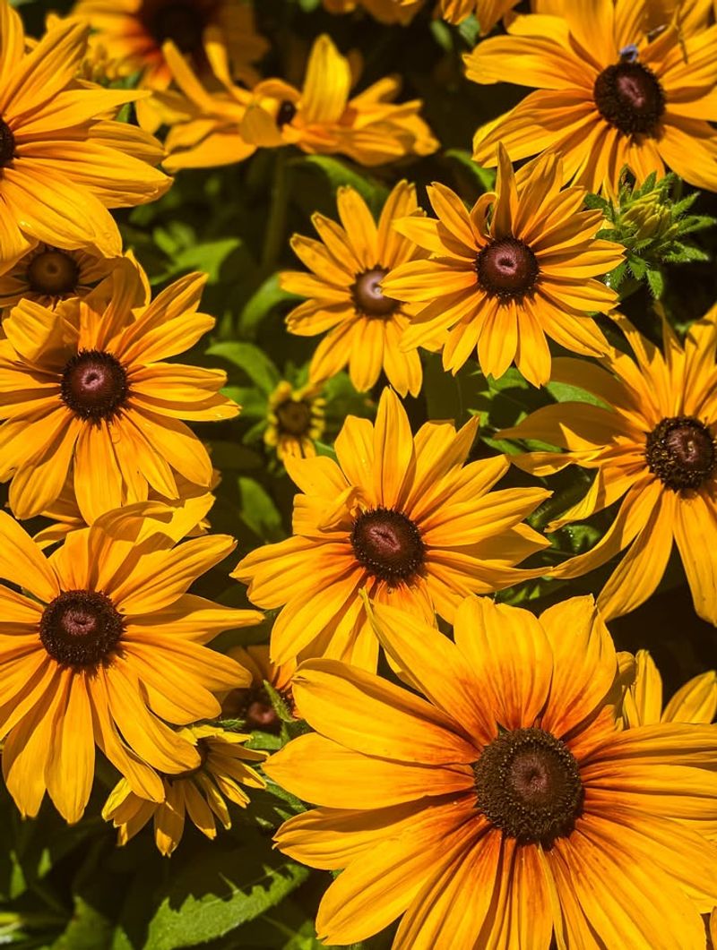 Add Black Eyed Susan For Classic Summer Color