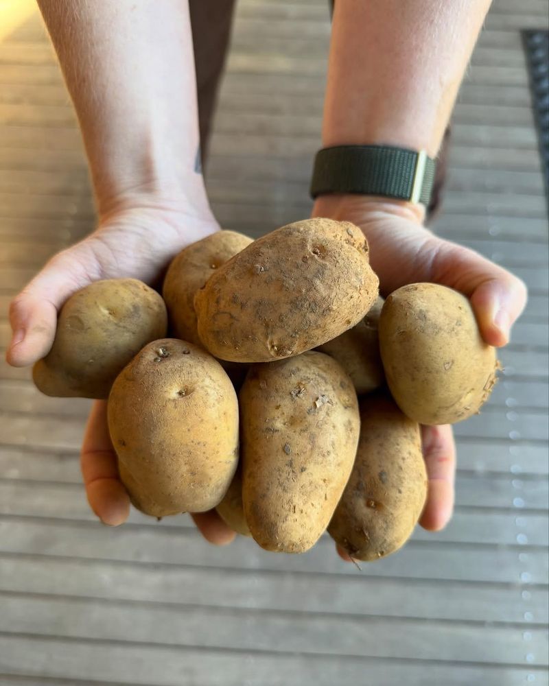 Start With Certified Seed Potatoes For Strong Healthy Plants