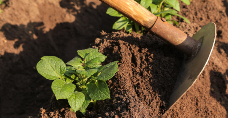 planting potatoes