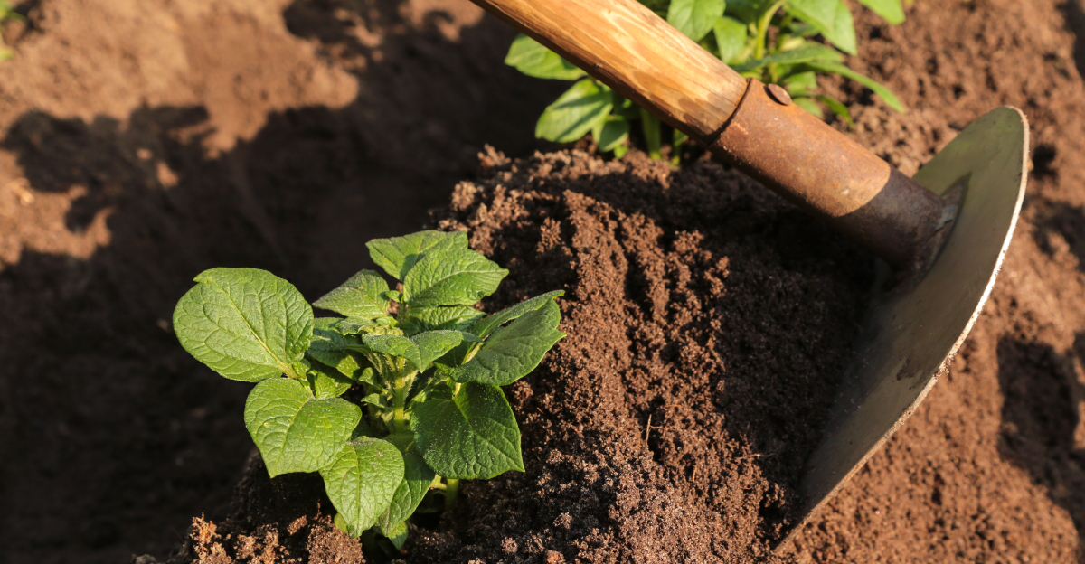 planting potatoes