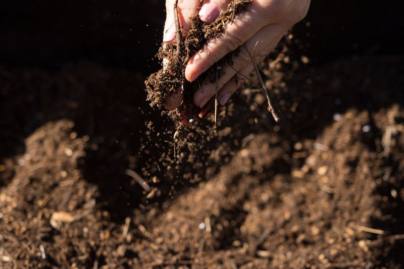 Choose Well-Draining Soil With Alkaline pH