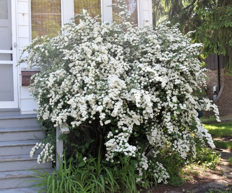 Choose Snow-Resistant Shrub Forms When Planting