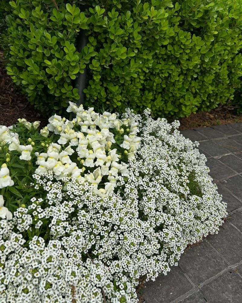 Fill Spaces With Sweet Alyssum