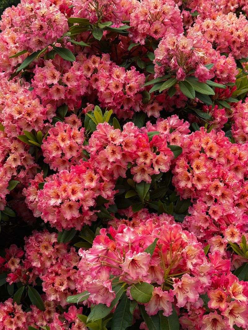Rhododendron - Signature Showstopper