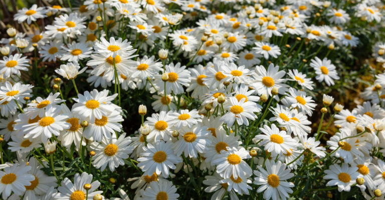 shasta daisy
