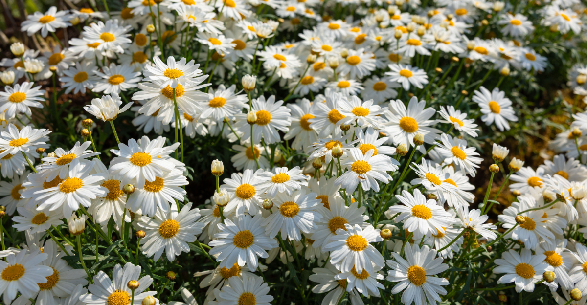 shasta daisy