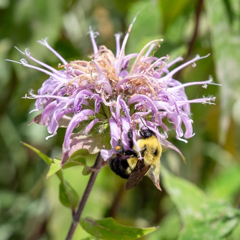 Bee Balm (Wild Bergamot)