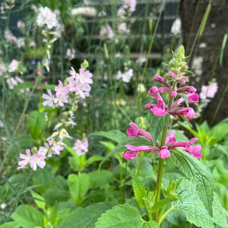 Meadow Checkermallow (Sidalcea campestris)