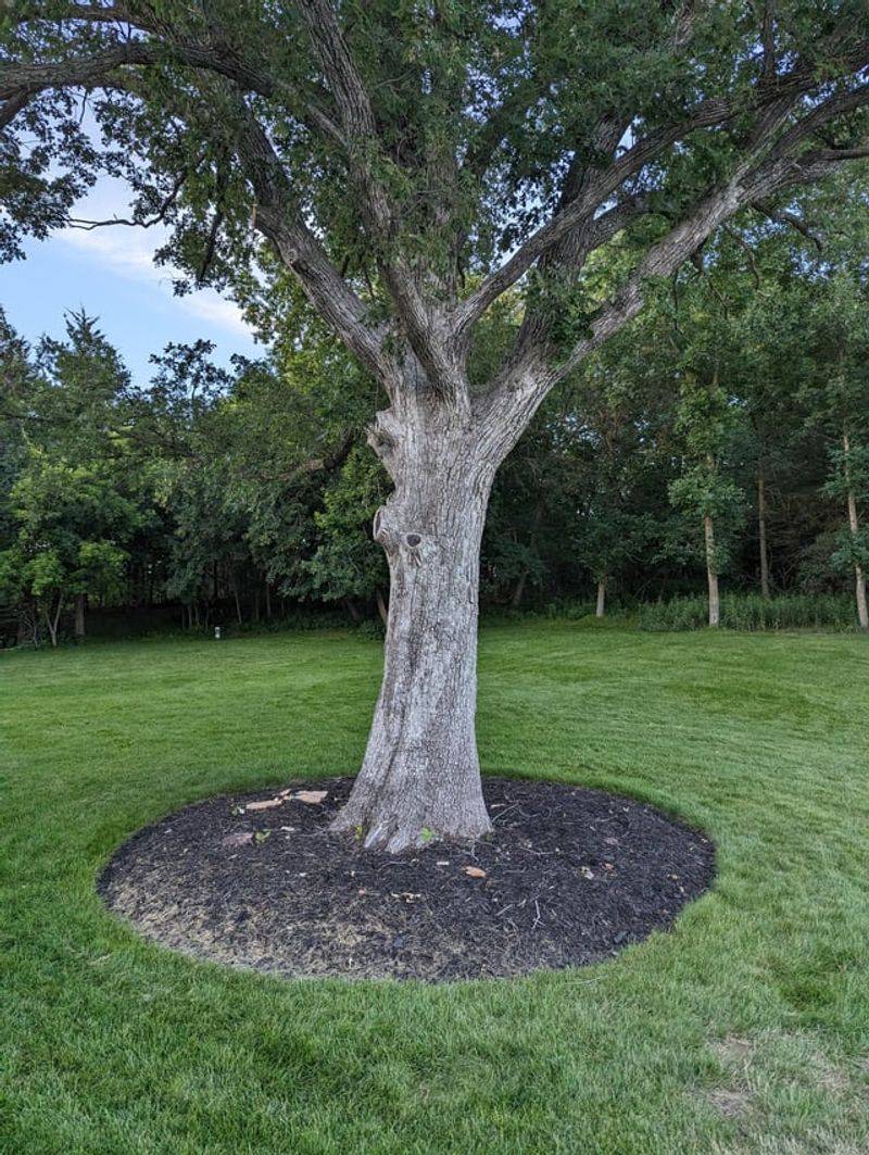 White Oak For A Timeless Canopy