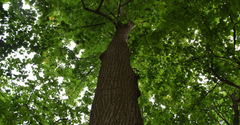 Tilia americana