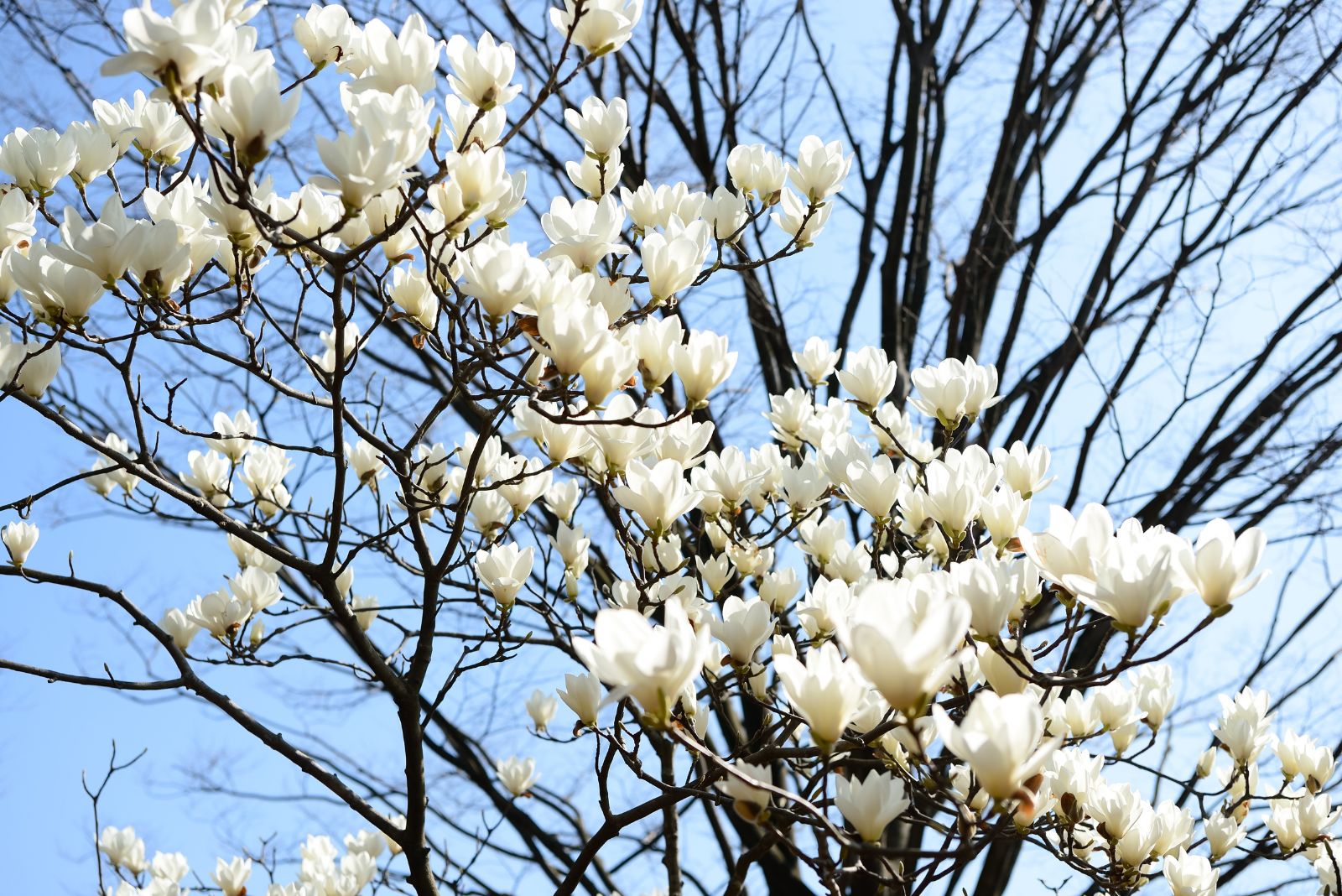 white magnolia tree