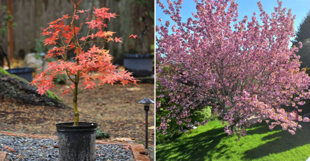 Oregon Court Tree Pattern Plant These 6 Trees In February To Shape Your Oregon Garden For Decades