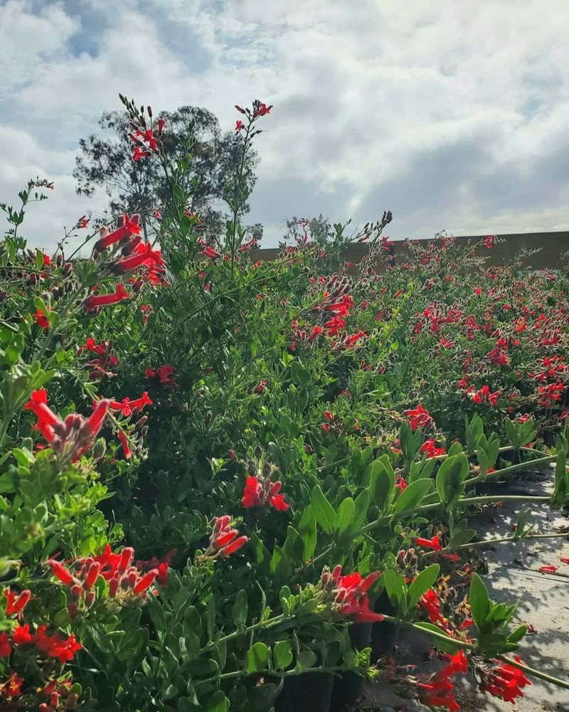 Island Snapdragon (Gambelia speciosa)
