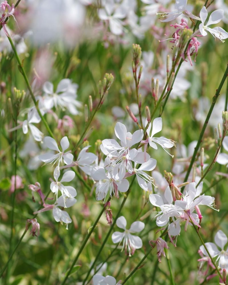 Gaura (Oenothera lindheimeri)