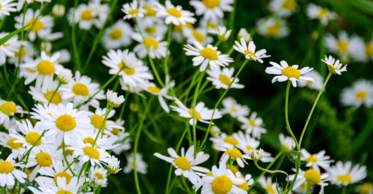 blackfoot daisy