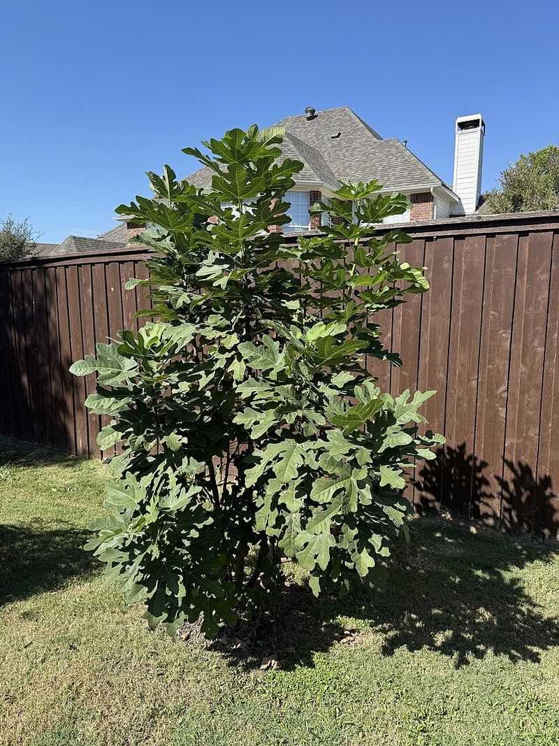 Hardy Fig (Ficus carica)