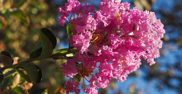 crape myrtle