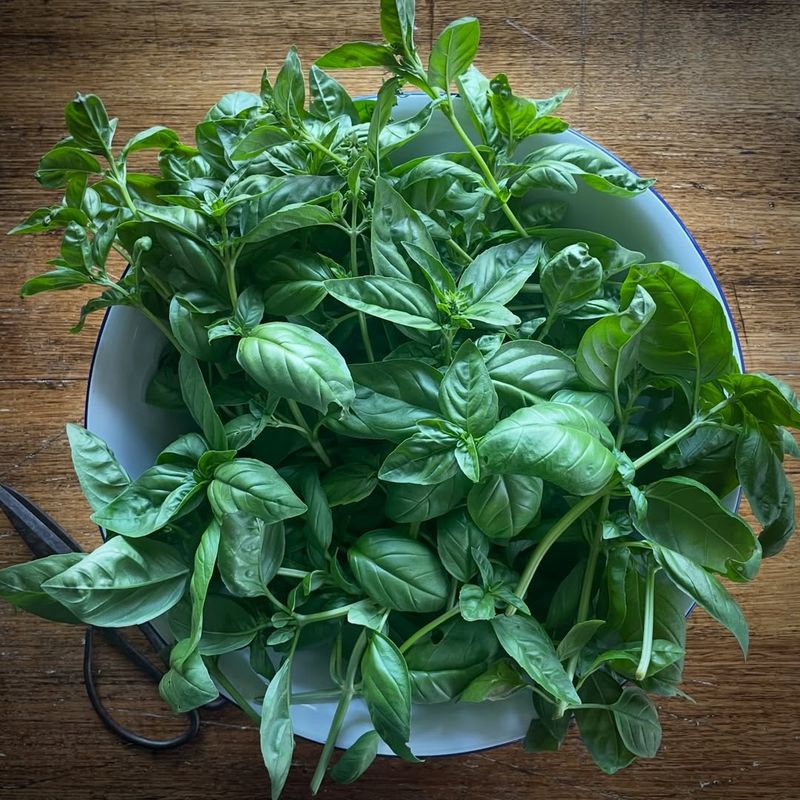 Basil Helps Support A Healthier Garden Environment