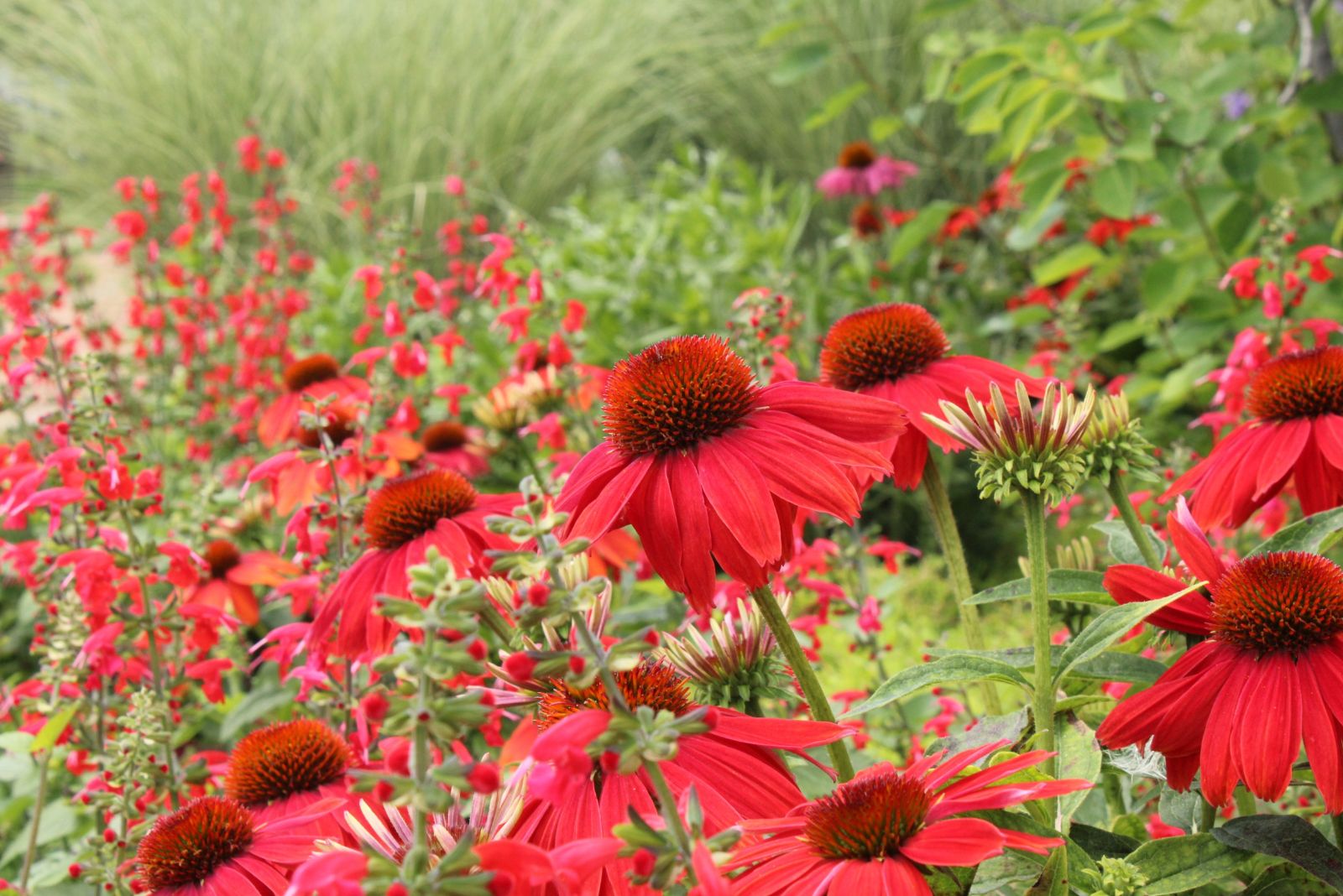 red coneflower