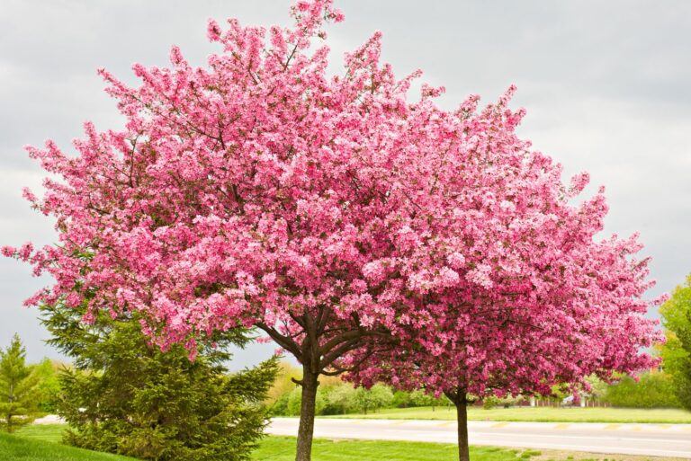 eastern redbud tree