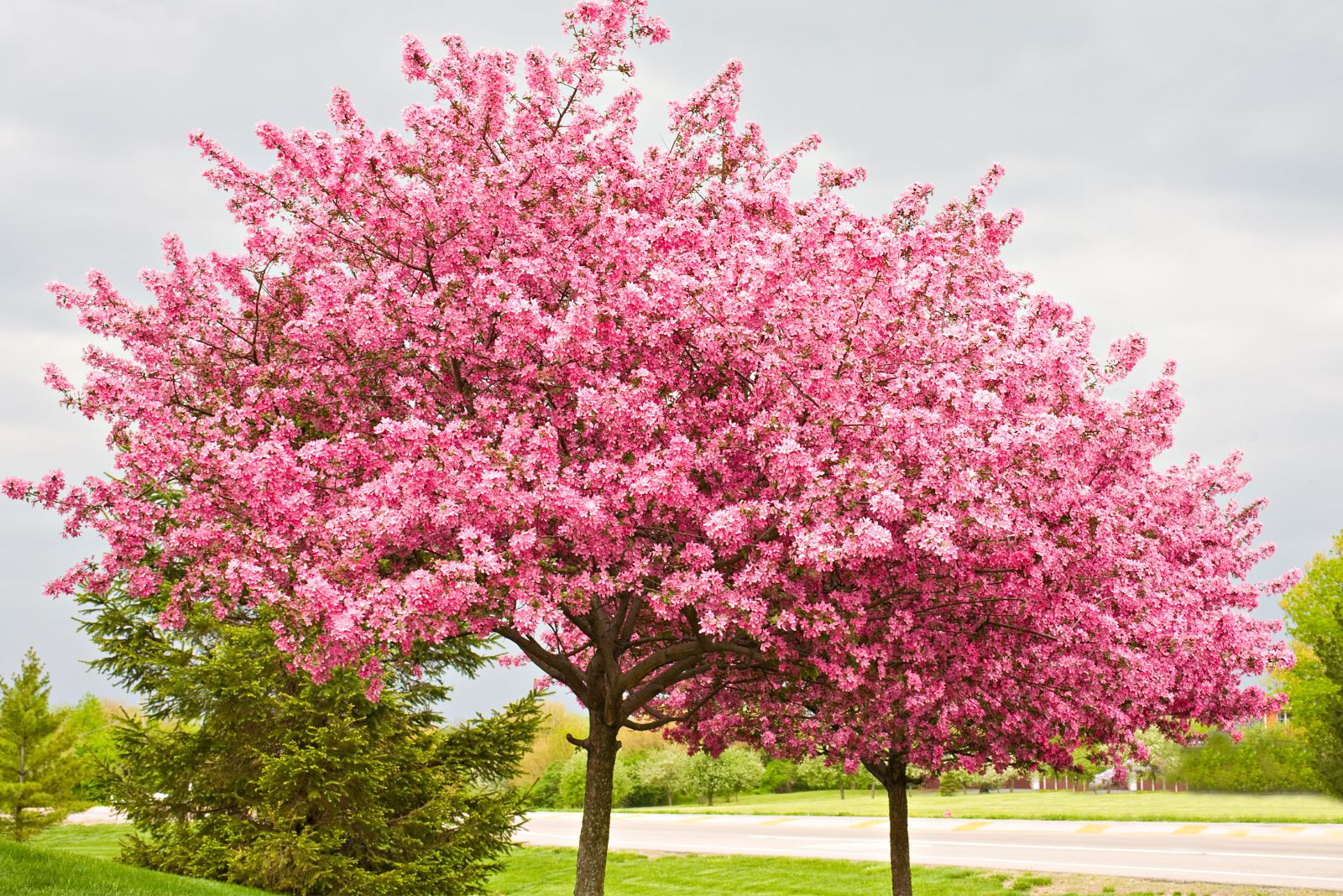 eastern redbud tree